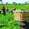 AFAN Targets 1m Farmers, 4m Metric Tonnes Of Food In Niger